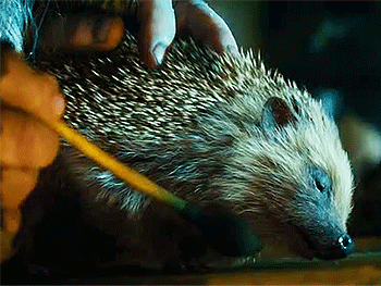 boromihr:  Sebastian the Hedgehog 