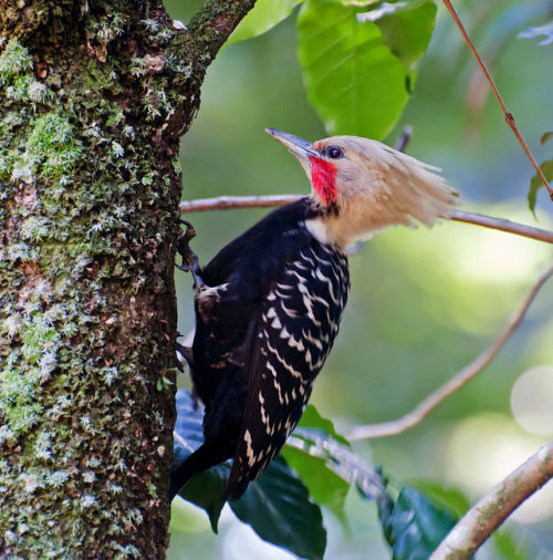 typhlonectes: Blond-crested Woodpecker (Celeus flavescens) male,  Horto Florestal, São Paulo, Brazi