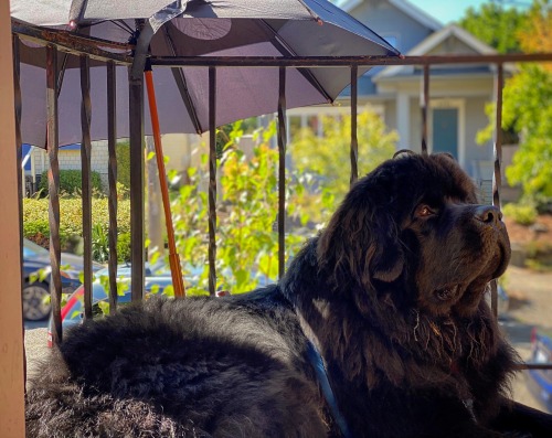 Sorry For Being Gone So Long Here Is My Perfect Dog Offered As Apology