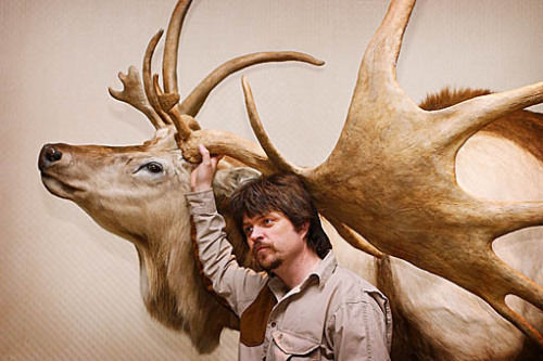 vague-humanoid: theoldbone: theoldbone: Three-time World Taxidermy Champion Ken Walker recreating an