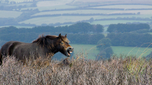 Wild Pony Fun (via Devon Fi)