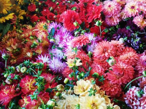  . . . #seattle #pikeplacemarket #pikeplace #flowers #dahlias #bouquets #publicmarket #washington #p