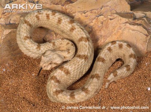 exotic-venom: (Pseudocerastes persicus) Persian horned viper Venom varies for different subspec