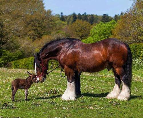 A magnificent Shire horse and his little donkey buddy (Source: https://ift.tt/2RLIbER)