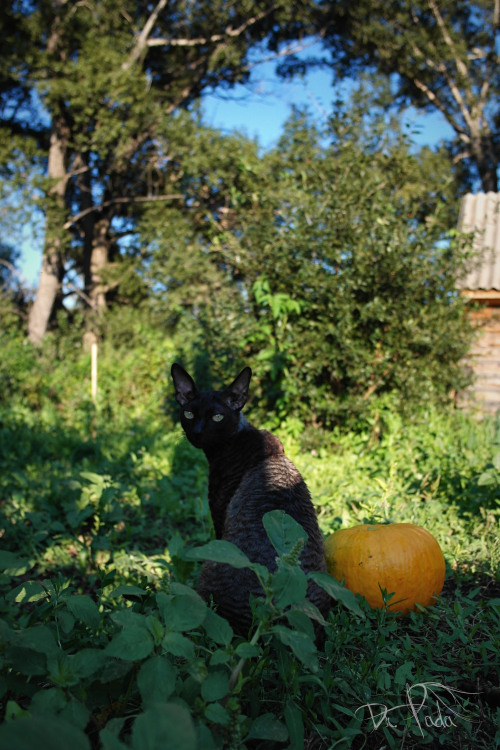 pumking