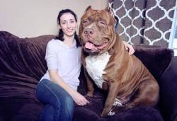 cuteanimalspics:  World’s Largest Pitbull “Hulk” Has 8 Puppies Worth Up To Half A…