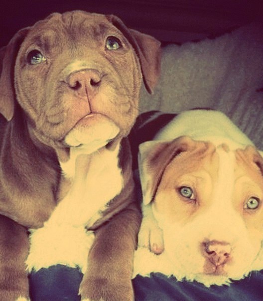 gi-jayy:   Pit bull puppies are literally the most perfectly put together puppy…
