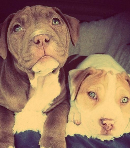 titleknown:  whatthetracy:  PITBULL PUPPIES STEAL MY HEART  Pitbull puppies are one