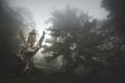 Guardian of Mist https://www.facebook.com/onodrim.photo/