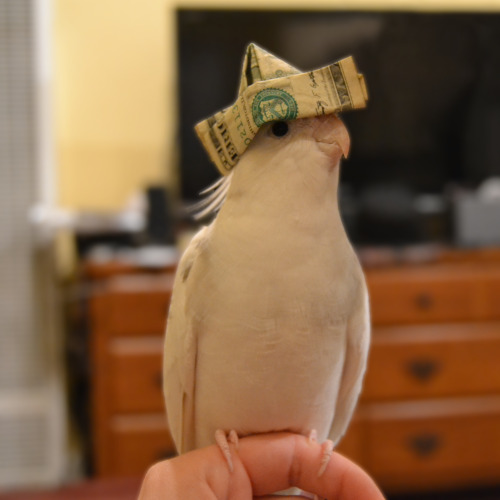 nestregards: you’ve been visited by money birb. reblog and good fortune will come your way.