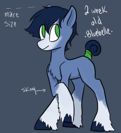 charlie-bad-touch:  Some baby ponies!Bluebelle is the tiniest Clydesdale   D’awww~! &lt;3