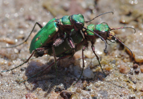 After taking some nice photos of Japanese tiger beetles in Kyoto last year, I’ve been keen to 