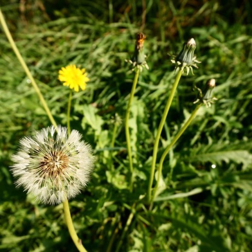 Dandelions blooming in the forest glade.#dandelion #flower...