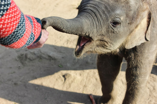judgedwbu:  Throwback to Thailand last summer. This was on an elefant farm with about 55 elefants. His name was Keno and I completely fell inlove with him IG: @judgedwbu 