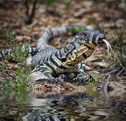 reptilesrevolution:  Lace Monitor Lizards 