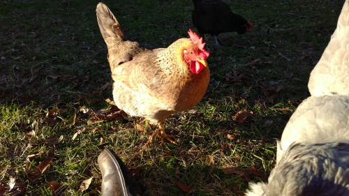 First half of the flock from oldest to youngest.