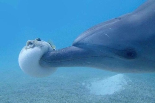 questions-within-questions:  xenothral:  yo-its-matt:  muffinsandmatriarchy:   salparadisewasright:    The context behind this image is even fucking funnier imo. Dolphins will bonk this kind of puffer fish because when it puffs up it also release a toxin