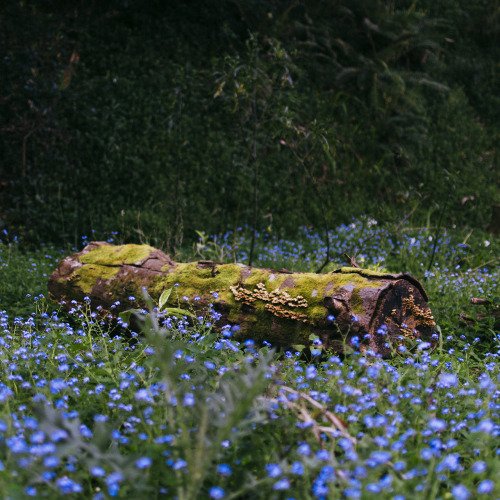 hullocolin:I found a magical little spot today Tumblr | Instagram | Website | Shop 