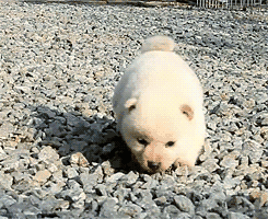 princessshibe:  cream shiba cuteness tho 