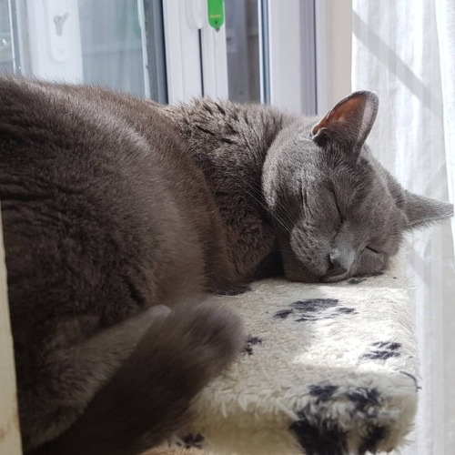 catsuggest:I slep now