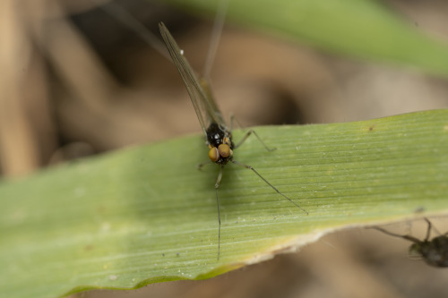 onenicebugperday:Recently emerged lake olive mayfly, Cloeon simile, Baetidae Found in EuropePhotos b