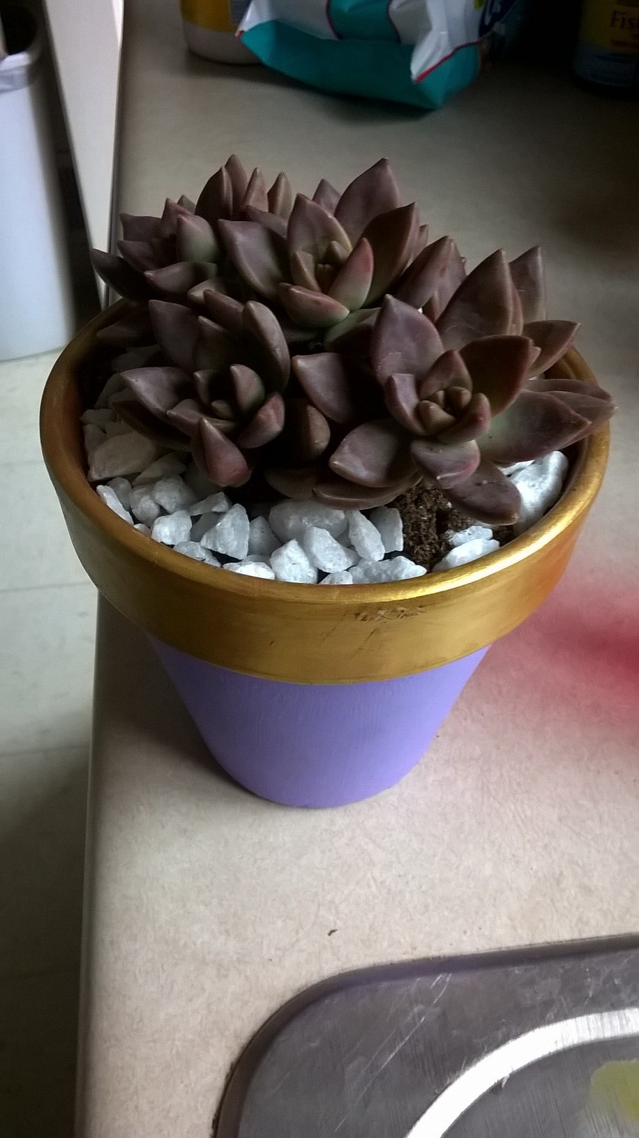 My new succulents that I bought for my birthday :) The big barrel full to bursting