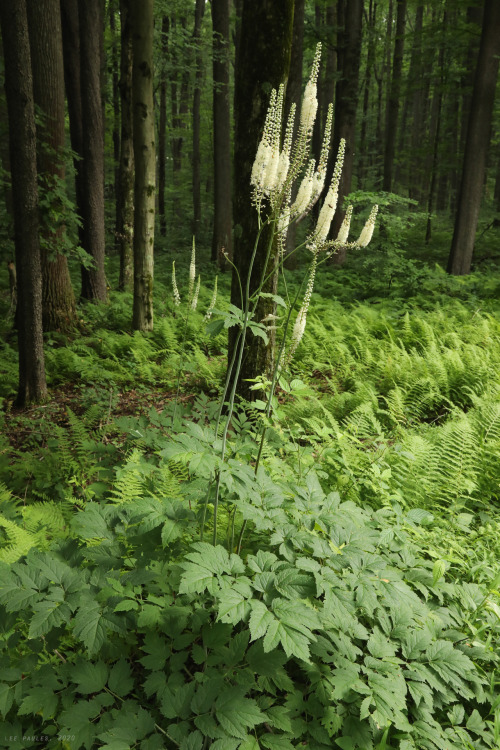 vandaliatraveler:The black cohosh (Actaea racemosa) was showing off at Coopers Rock State Forest thi