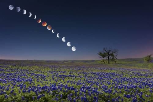gasoline-station:  A Blood Moon Over Bluebonnets: The Lunar Eclipse in Texas Picture: Mike Mezeul Source: NBCNEWS  gorgeous. and i got to see it this year! FINALLY!
