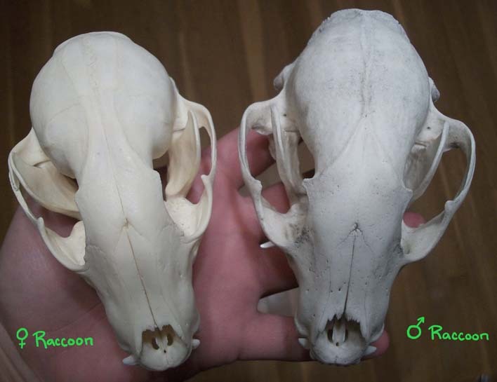 15 Raccoon Skulls/Coon/SM cleaned by coyote/buffaloskull man 