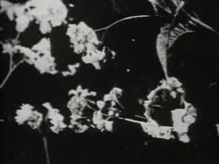 spookyemporium:  Begotten is a 1990 surreal horror experimental film written, produced and directed by E Elias Merhige. The film was shot entirely in black-and-white with no dialogue whatsoever. The film is basically a reimagining of the story of the