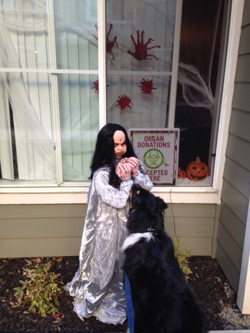 failnation:  My overly friendly dog insists on licking my neighbor’s creepy Halloween decorhttp://failnation.tumblr.com