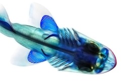 Mymodernmet:  Cleared By Adam Summers Anatomy-Revealing Photos Of Fish That Have