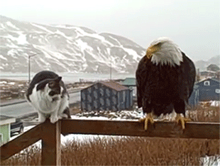 passionatelyawesome:  1128nesecret:  cyclonemetal:  “well, it seems we are at an impasse.” “so we are. carry on, cat” “same to you, bird.”  They literally were in an awkward situation  I love how the bird leaves like “well, I best be hitting