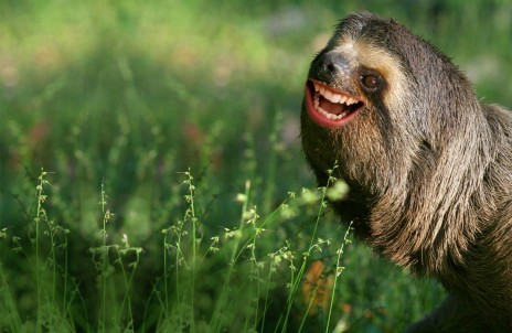cyndaquils:   I WAS LOOKING UP “SLOTH TEETH” TO USE AS AN ART REFERENCE AND OH