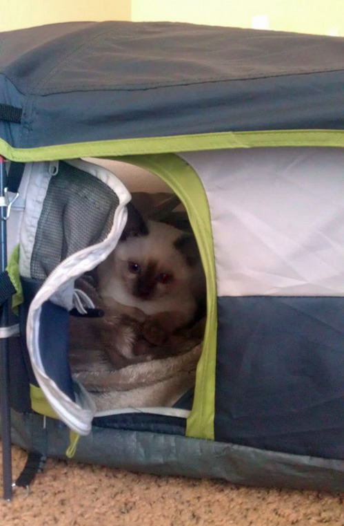 missgingerlee:  Emergency blog kitteh in a sample size tent.  Because kittens. 