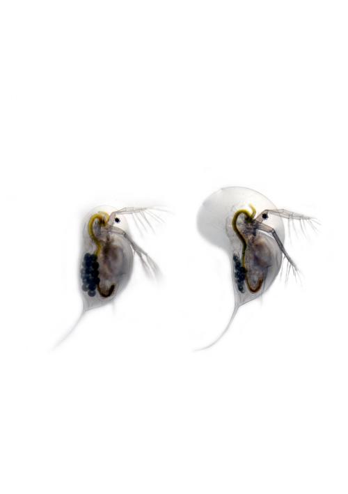 currentsinbiology: Transforming water fleas prepare for battle! Water fleas can thwart their enemies