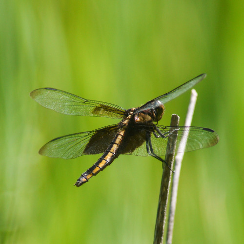 Widow Skimmer (f)Donald Park, WI, 6-26-16