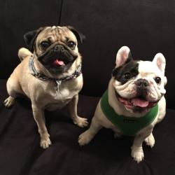 itsdougthepug:  “Ur my brother from another mother @manny_the_frenchie” -Doug 