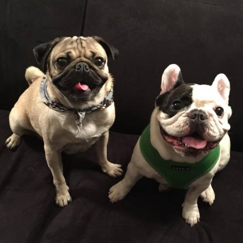 itsdougthepug:  “Ur my brother from another adult photos