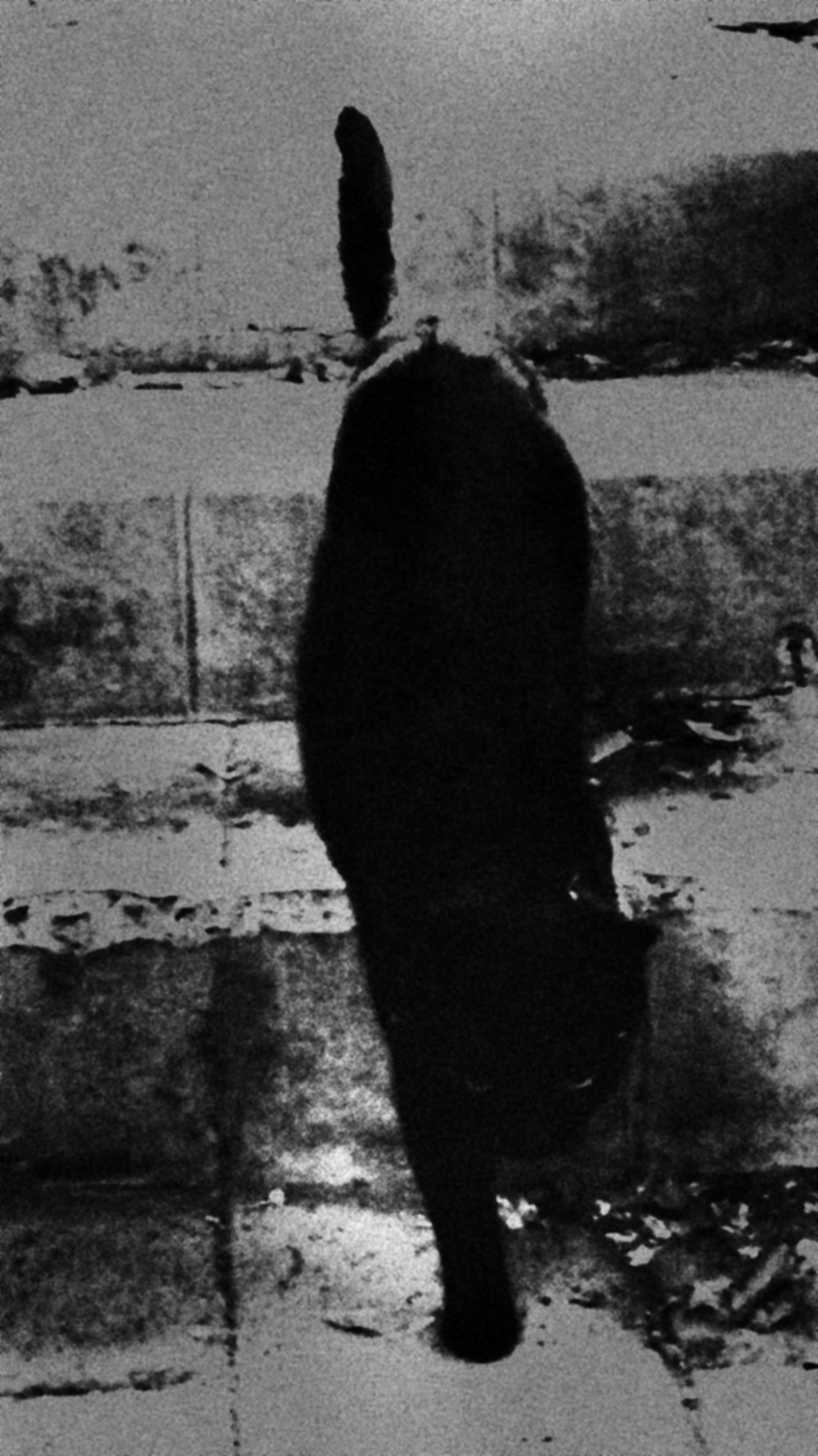 victormalonso:  felinevíctor m. alonso 