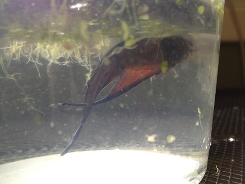 Ask ScalesTailsWingsandThings — I think my moms betta has clamped fins. I  read it