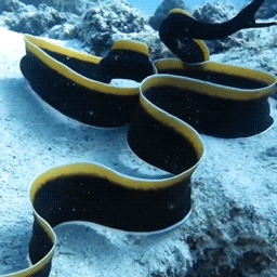  Divingworldmauritius On Instagram
