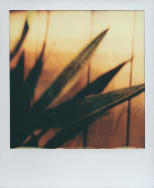 Testing out some old polaroids to sell. If you need an sx-70, let me know. Selling a limited edition