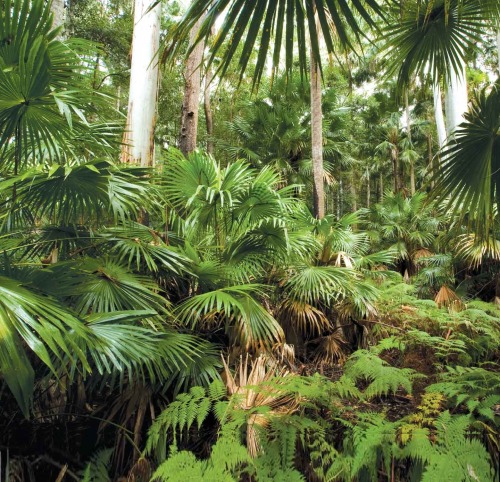 oceaniatropics:   Wallingat National Park, NSW  ❁❁ tropical blog  ❁❁