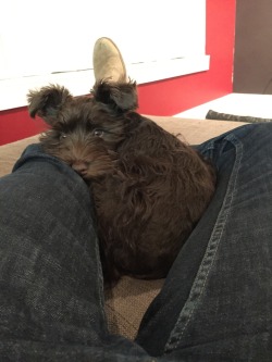 cameruss:  Cuddly schnauzer