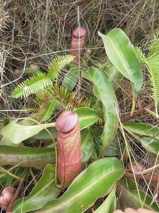 hypermasc: homoplusx:  