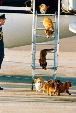 hebaicha:  mendogsotherpets:23-crimes:  Queen Elizabeth’s dogs getting off a plane.  England’s Queen Elizabeth II Is 89 Today, April 21, 2015Born:  April 21, 1926  This is the most important image on the Internet