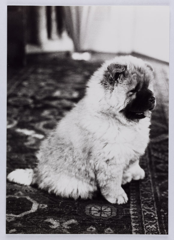 “After her father's death, Anna Freud continued to have Chows of her own at 20 Maresfield Gardens. Photographs from 1980 of 