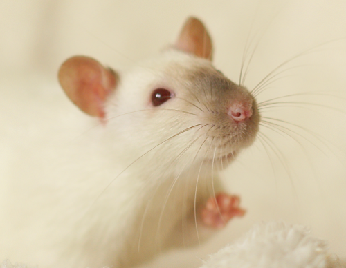 archerandfriends:  Oh, hi there! *waves* 