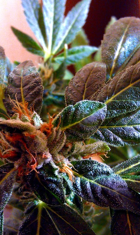 dirtyhippieproductions:  How goes your garden grow?! ☮  ❤ ॐ 